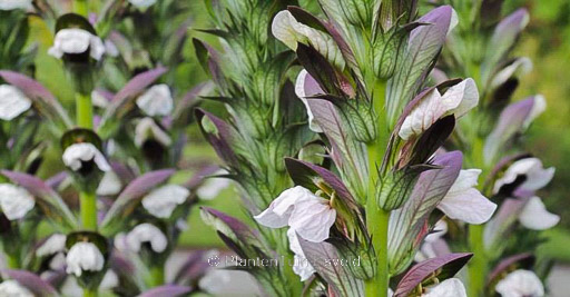 Acanthus hungaricus ‘White Lips’