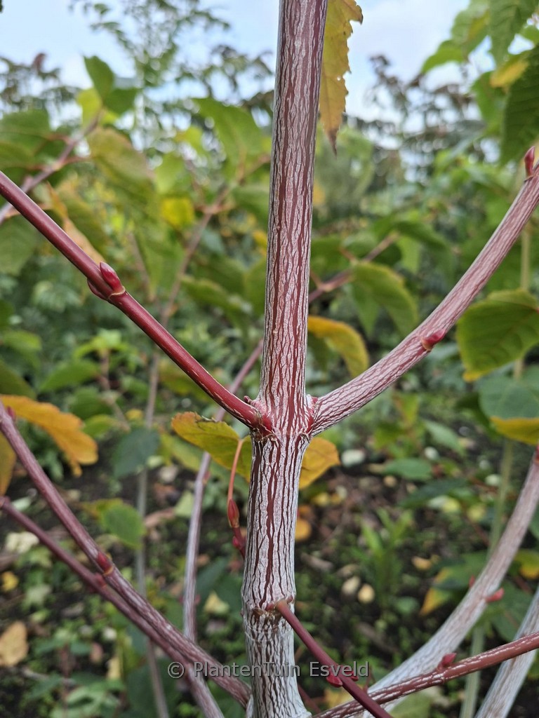 Acer ‘Bolsjer’