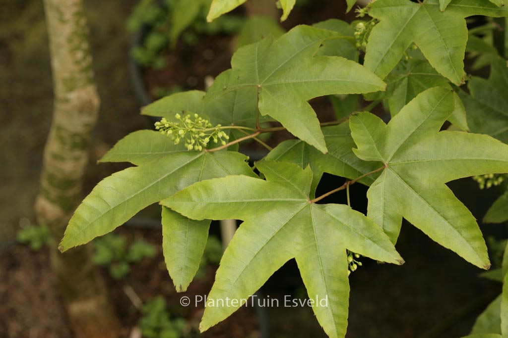 Acer campbellii ssp. sinense