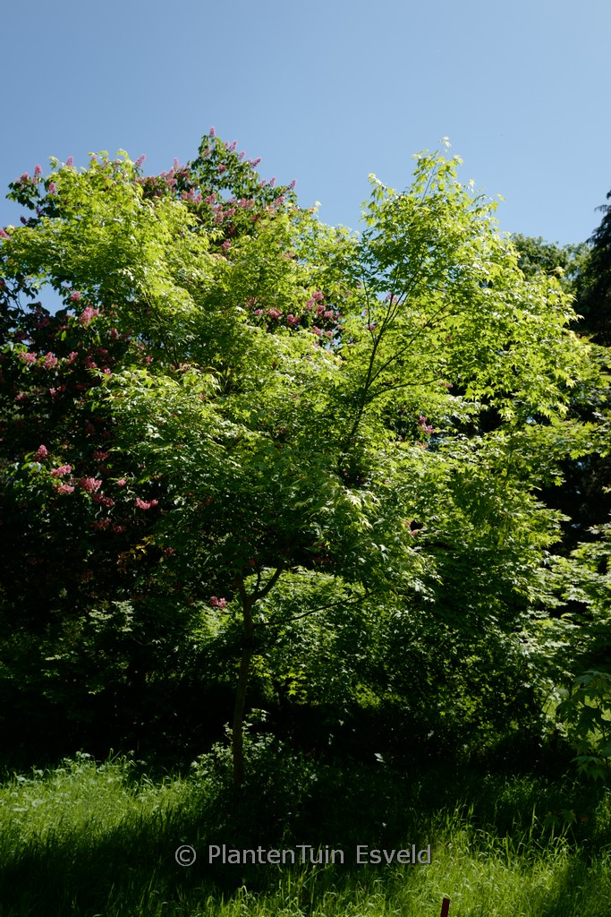 Acer campbellii