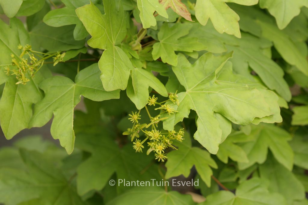 Acer campestre ‘William Caldwell’