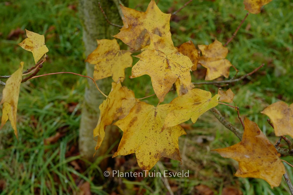 Acer cappadocicum ‘Le Mesnil’