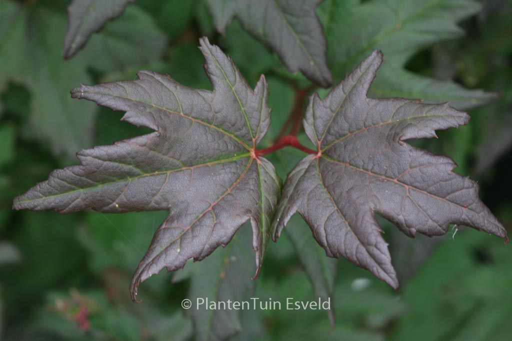 Acer circinatum ‘Burgundy Jewel’