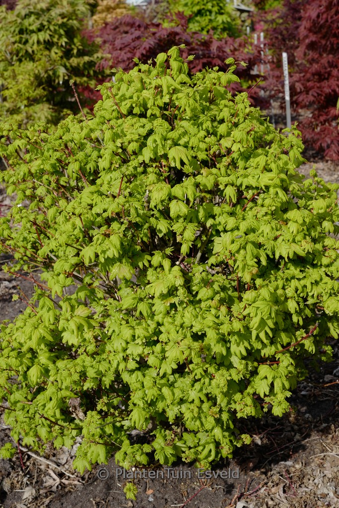 Acer circinatum ‘Little Gem’