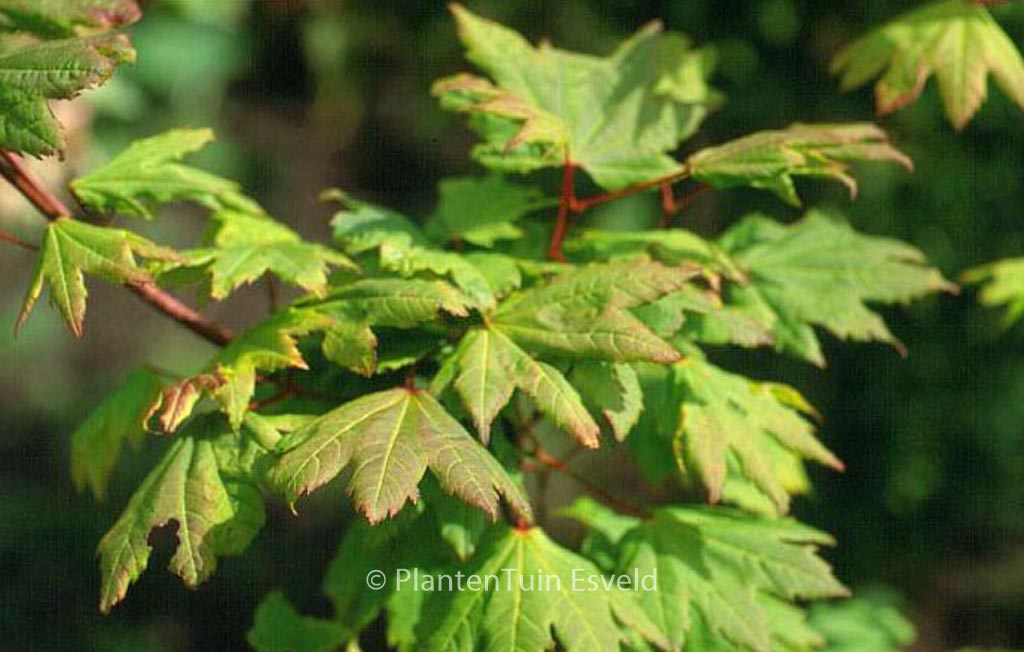 Acer circinatum ‘Victoria’