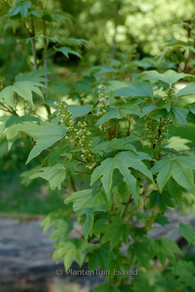 Acer erianthum