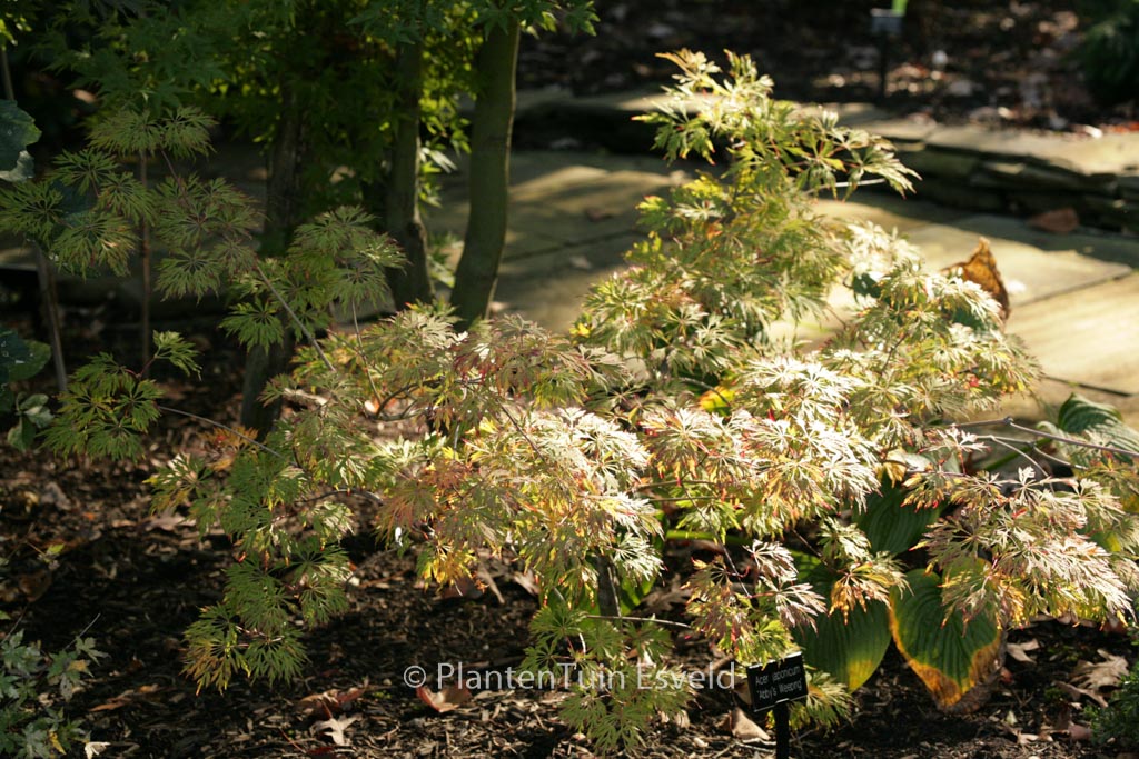 Acer japonicum ‘Abby’s Weeping’