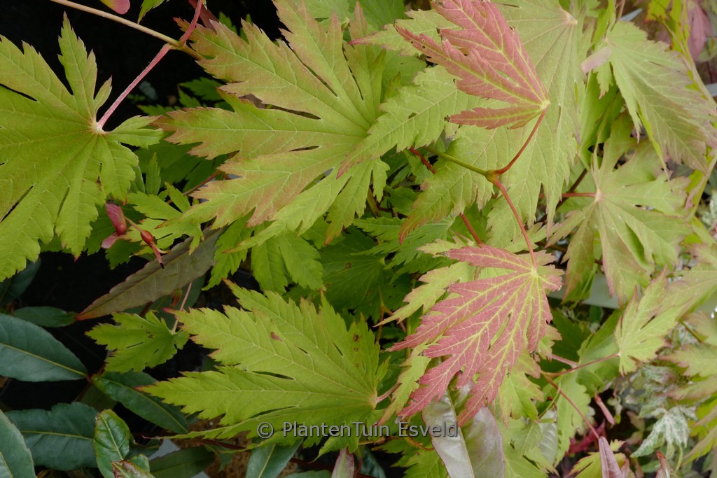 Acer japonicum ‘De Jong’