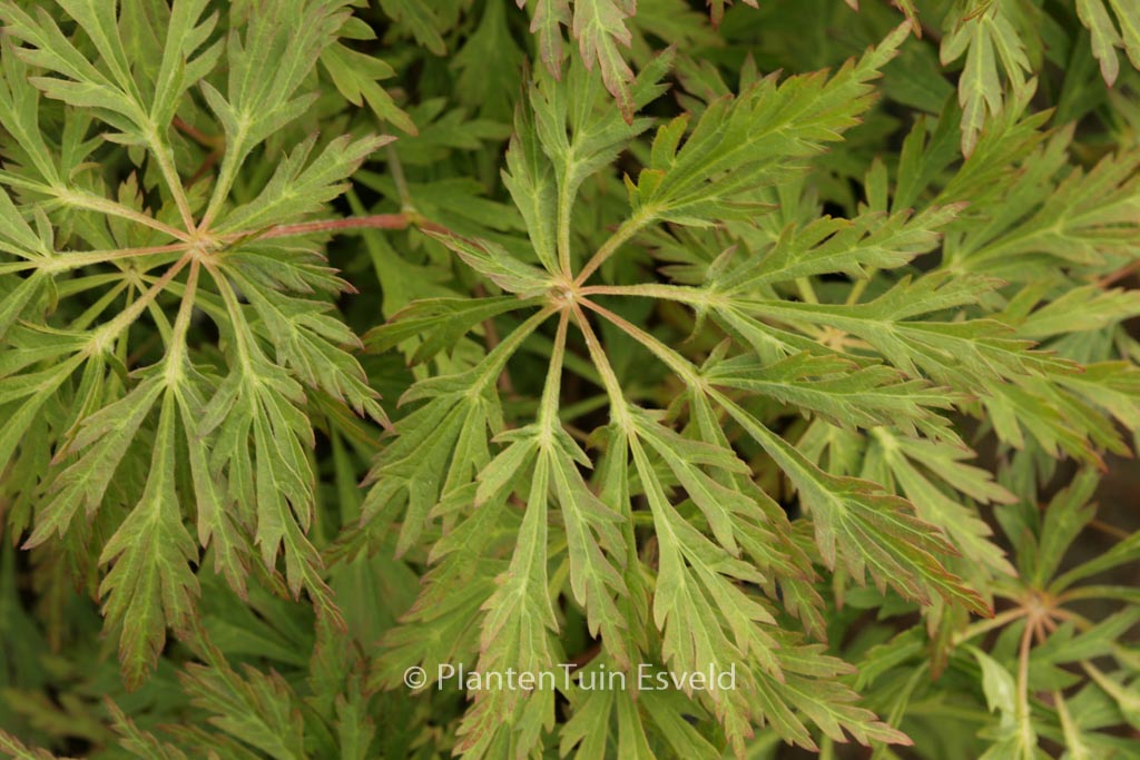 Acer japonicum ‘Girard’s Dwarf’
