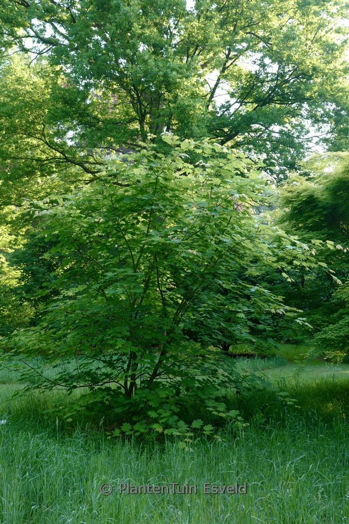 Acer japonicum ‘Indian Summer’