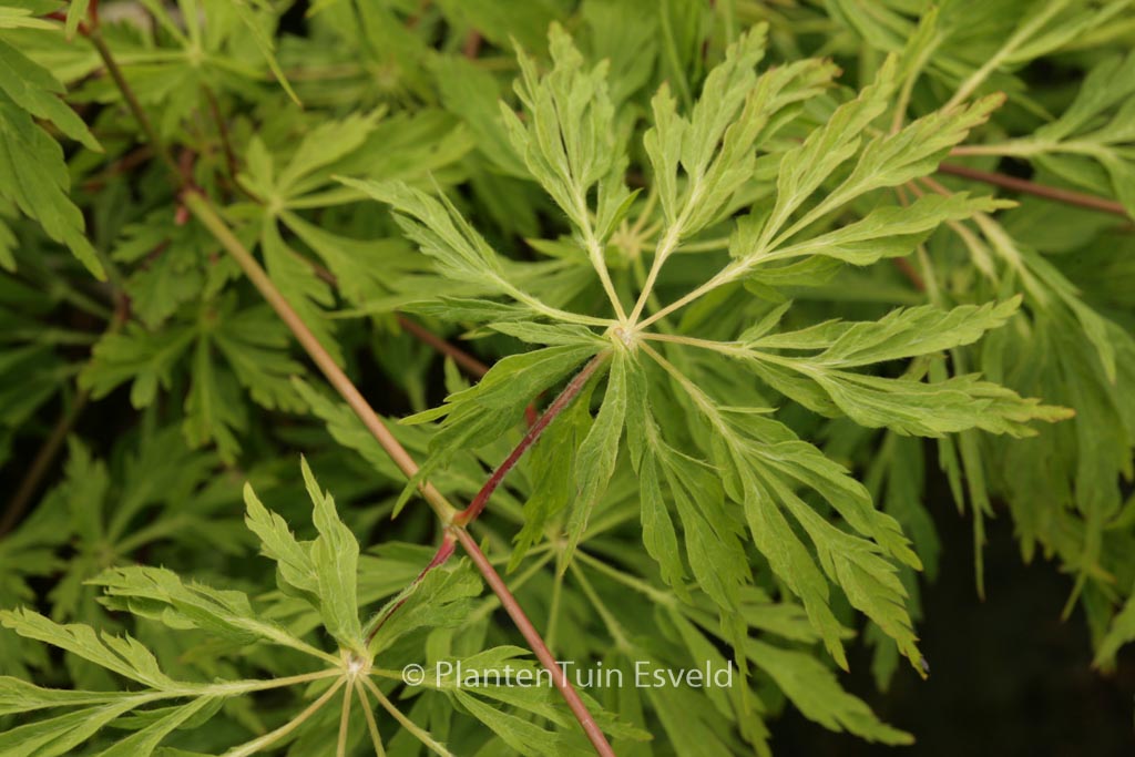 Acer japonicum ‘King’s Copse’
