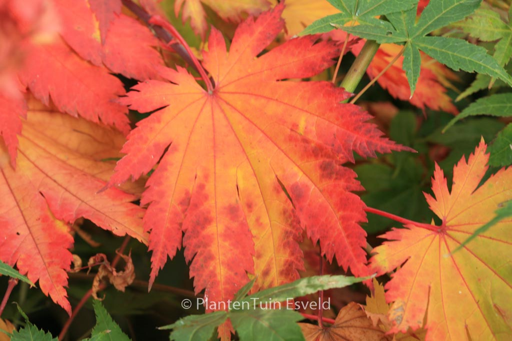 Acer japonicum ‘Ō-isami’
