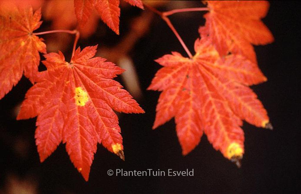 Acer japonicum ‘Ōgi-no-sen’