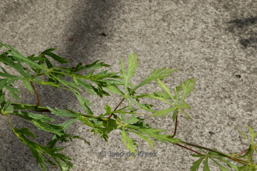 Acer japonicum ‘Oregon Fern’