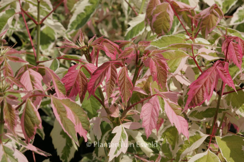 Acer negundo ‘Flamingo’