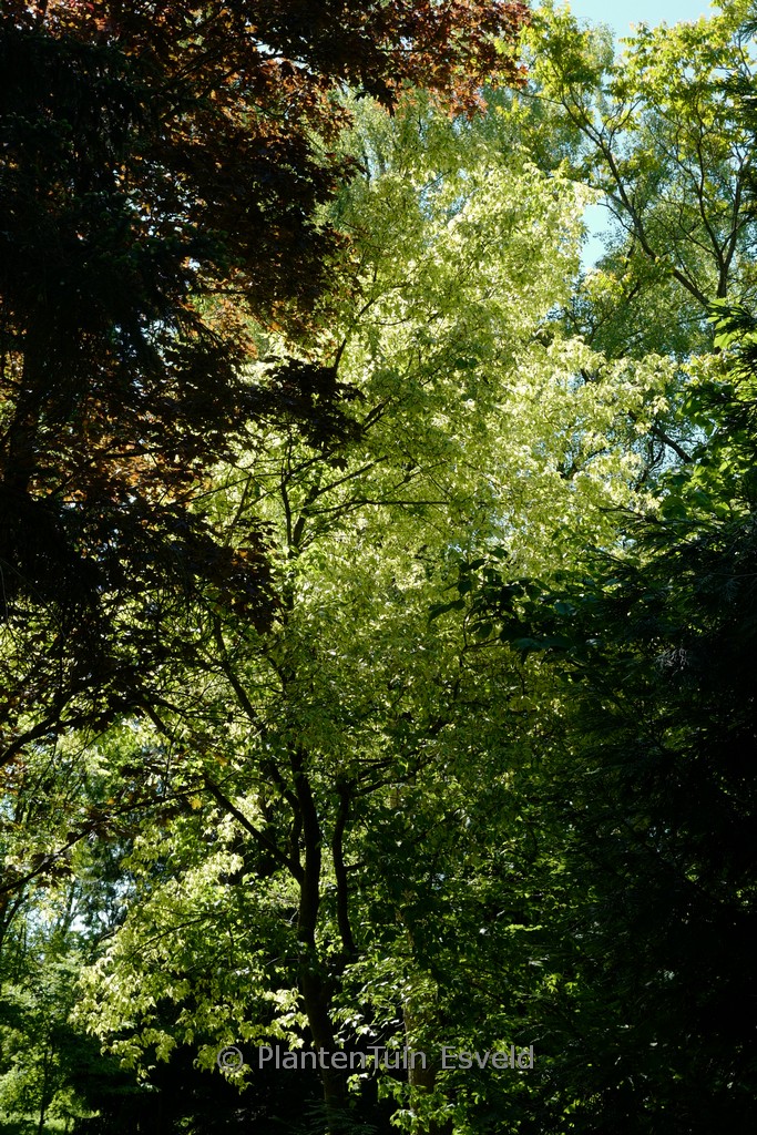 Acer negundo ‘Variegatum’