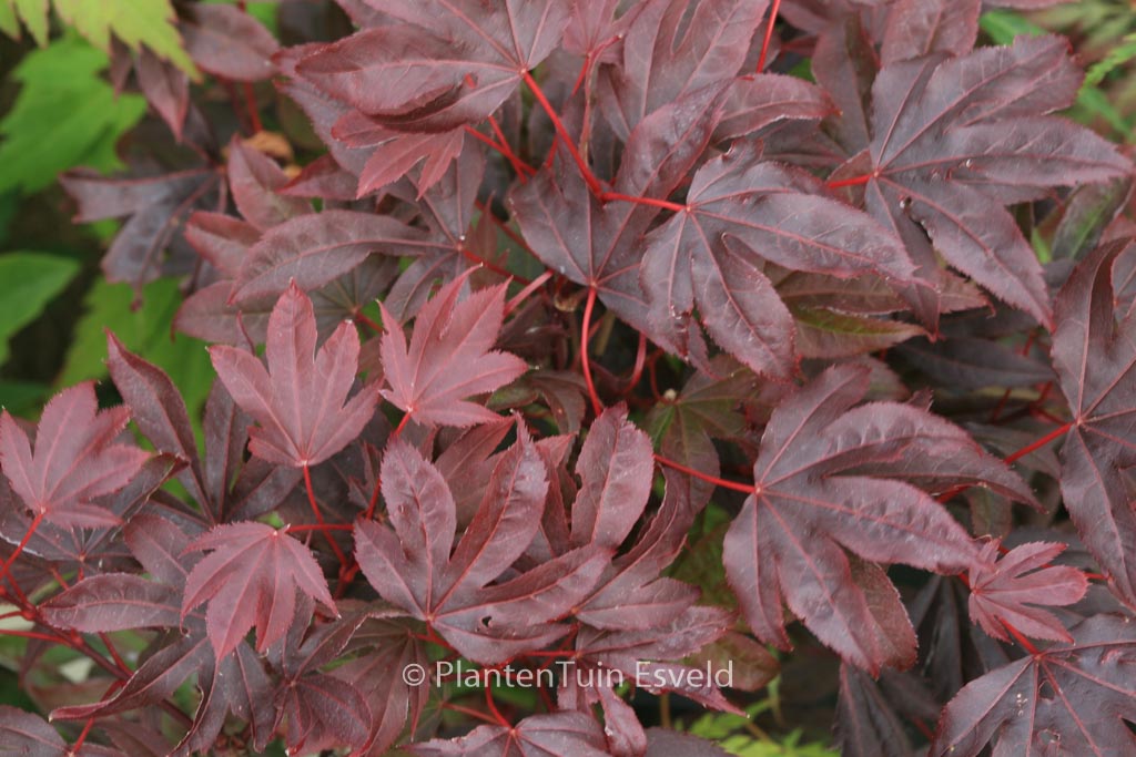 Acer palmatum ‘Adriaan’s Compact’