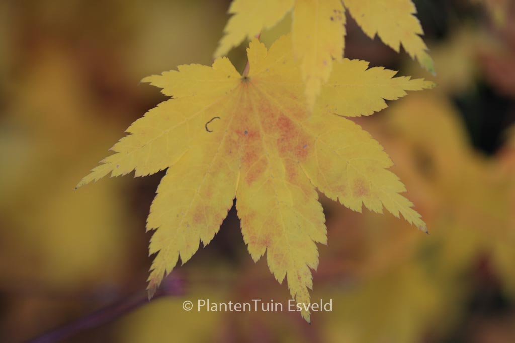 Acer palmatum ‘Aki-tsuma-gaki’