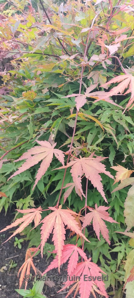 Acer palmatum ‘Aksel’