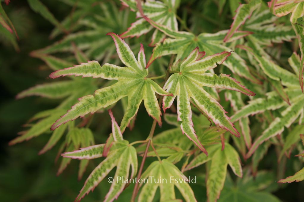 Acer palmatum ‘Alpenweiss’