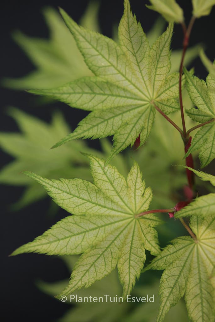 Acer palmatum ‘Alpine Silver Thread’