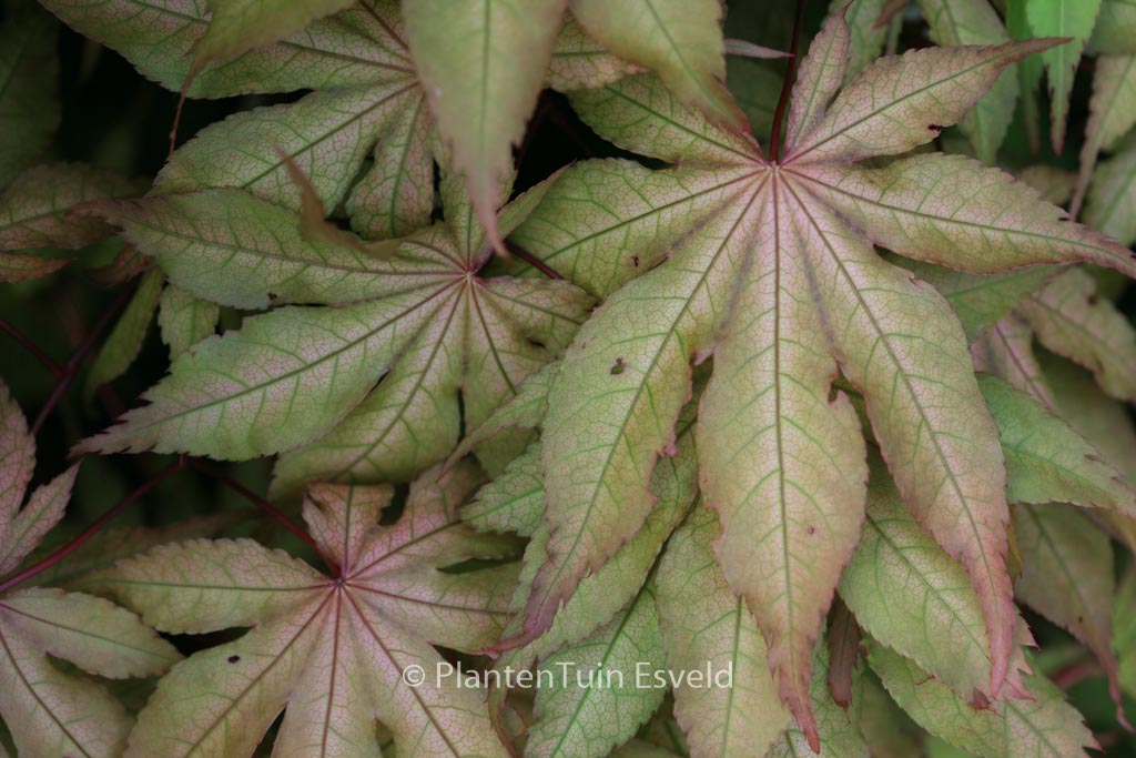 Acer palmatum ‘Amber Ghost’
