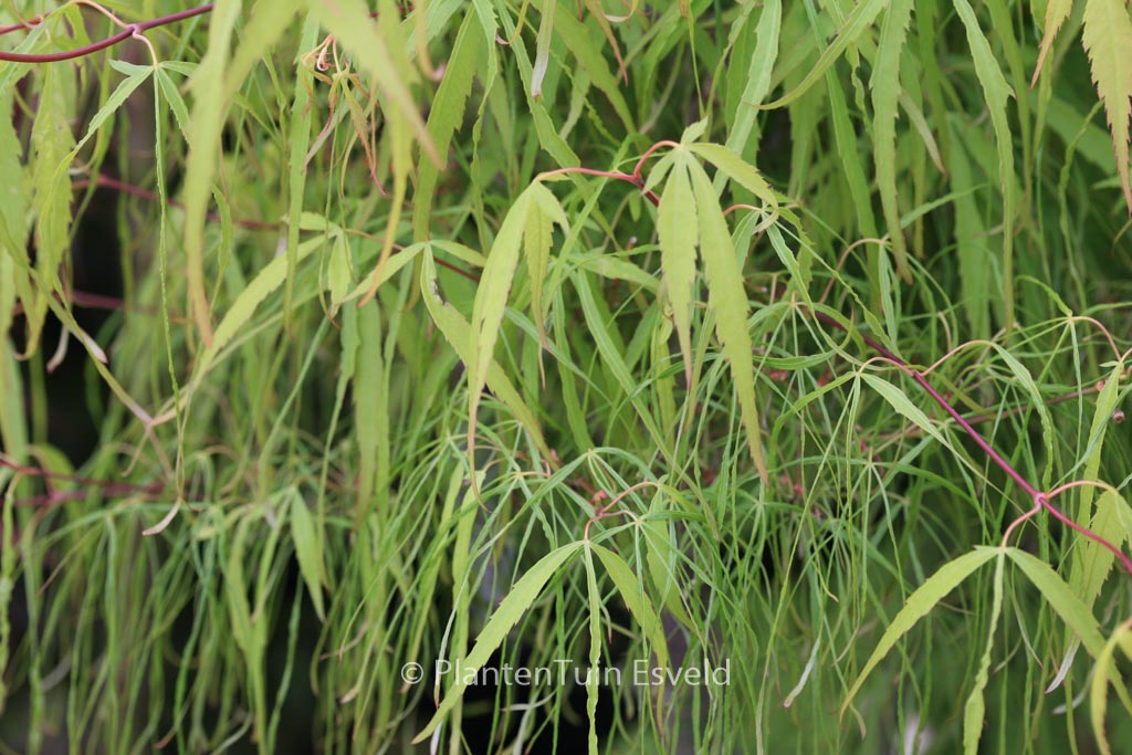 Acer palmatum ‘Ao-shime’