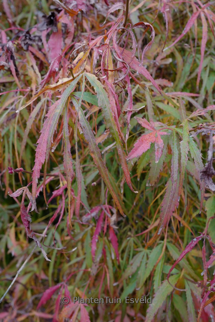 Acer palmatum ‘Ao-yagi-gawa’