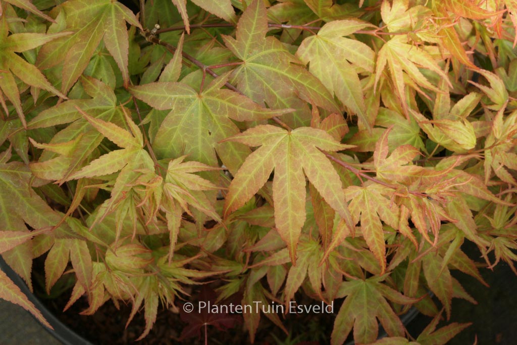 Acer palmatum ‘Aoba-joh’