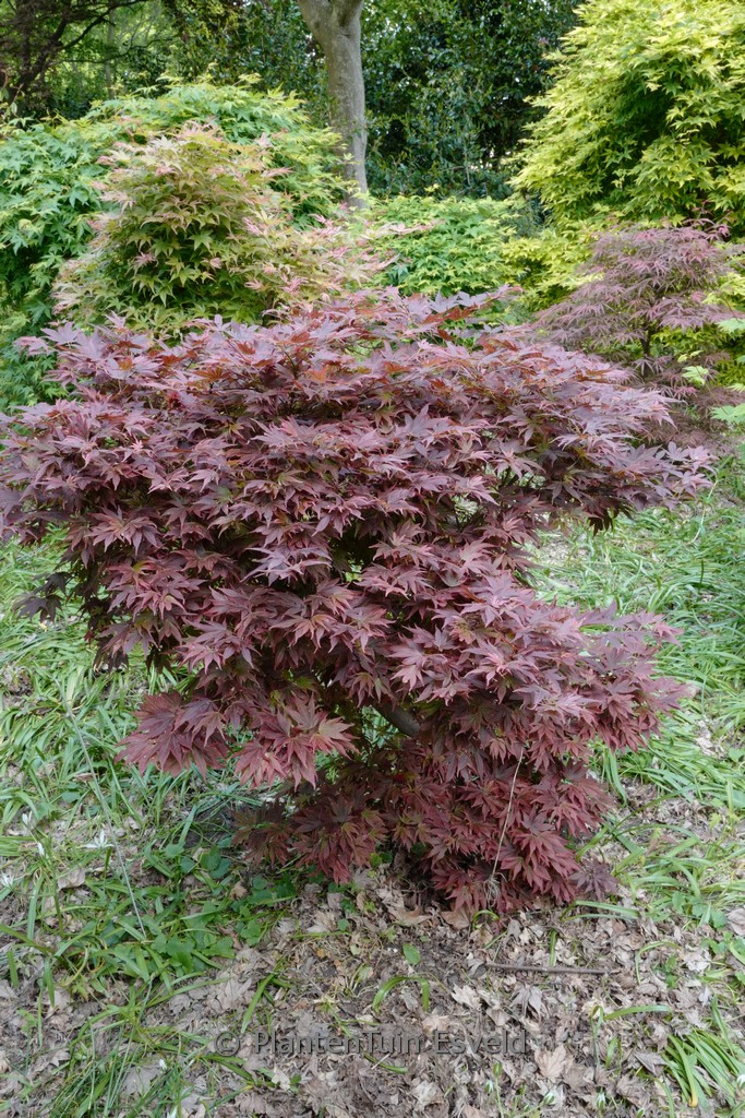 Acer palmatum ‘Aratama’