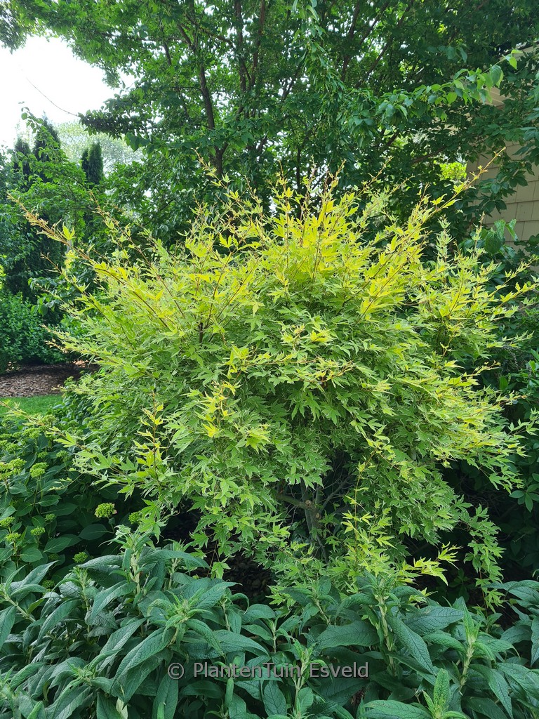 Acer palmatum ‘Arjos1’ (METAMORPHOSA)