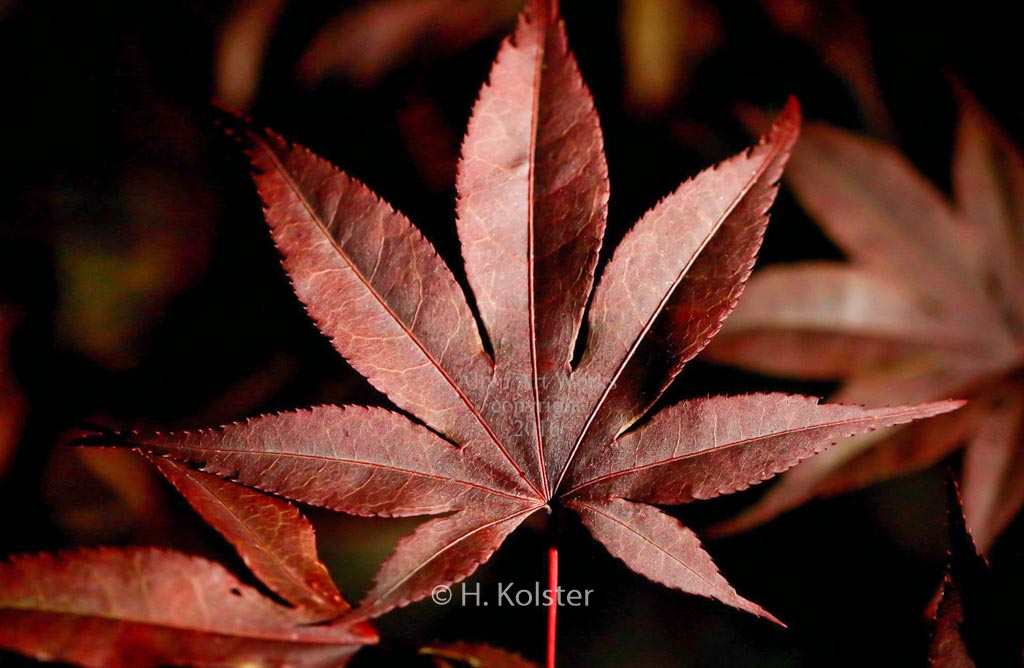 Acer palmatum ‘Baumel’