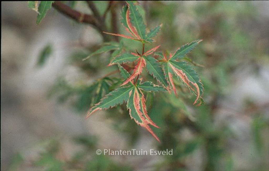 Acer palmatum ‘Beni-shichi-henge’