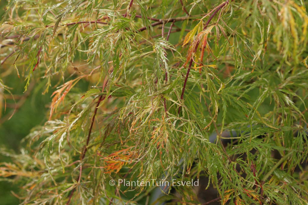 Acer palmatum ‘Beni-shidare’