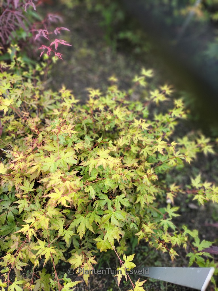 Acer palmatum ‘Berry Dwarf’