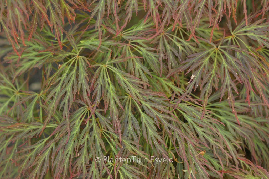 Acer palmatum ‘Bronzewing’