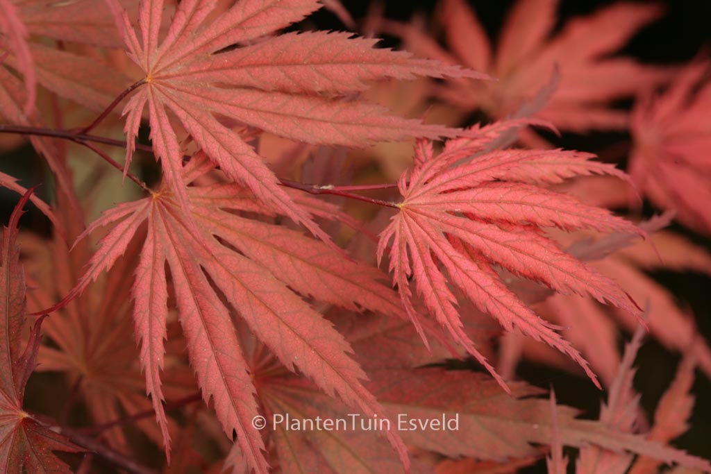 Acer palmatum ‘Bultinck’