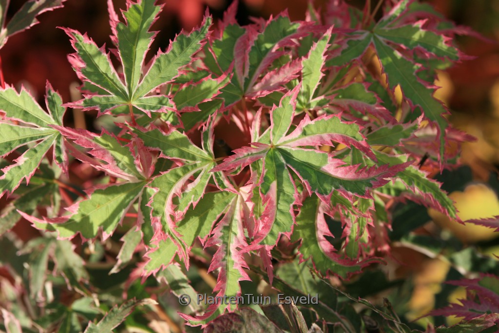 Acer palmatum ‘Butterfly’