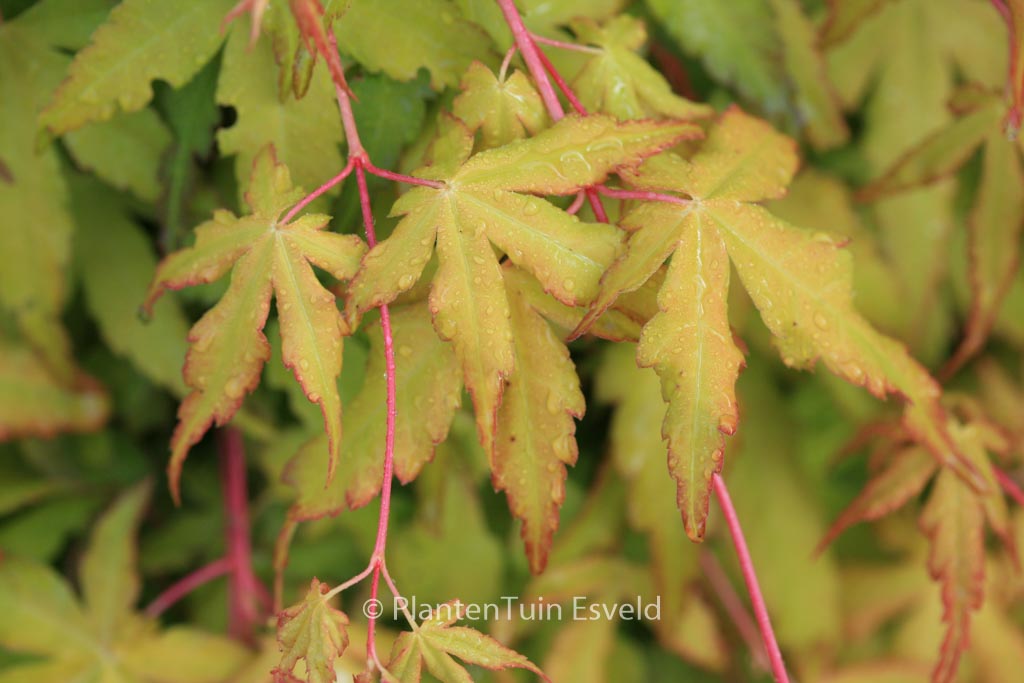 Acer palmatum ‘Callico’