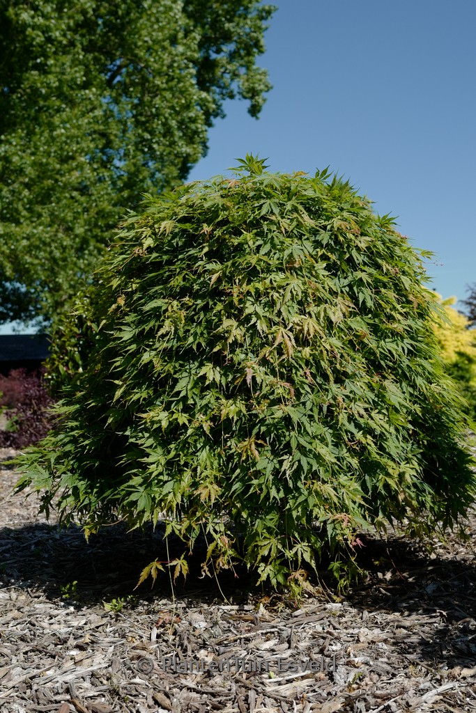 Acer palmatum ‘Cascade Emerald’ (Sonkoot8)