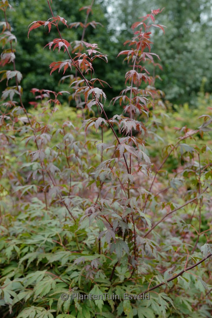 Acer palmatum ‘Chokei-ji’