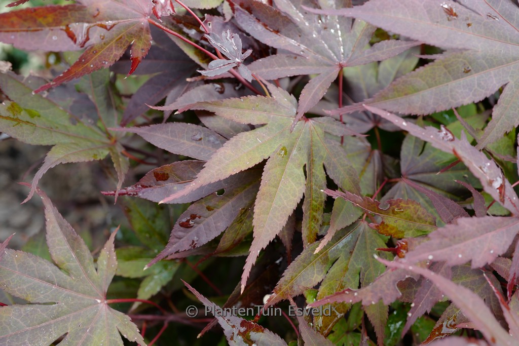 Acer palmatum ‘Collingwood Ingram’