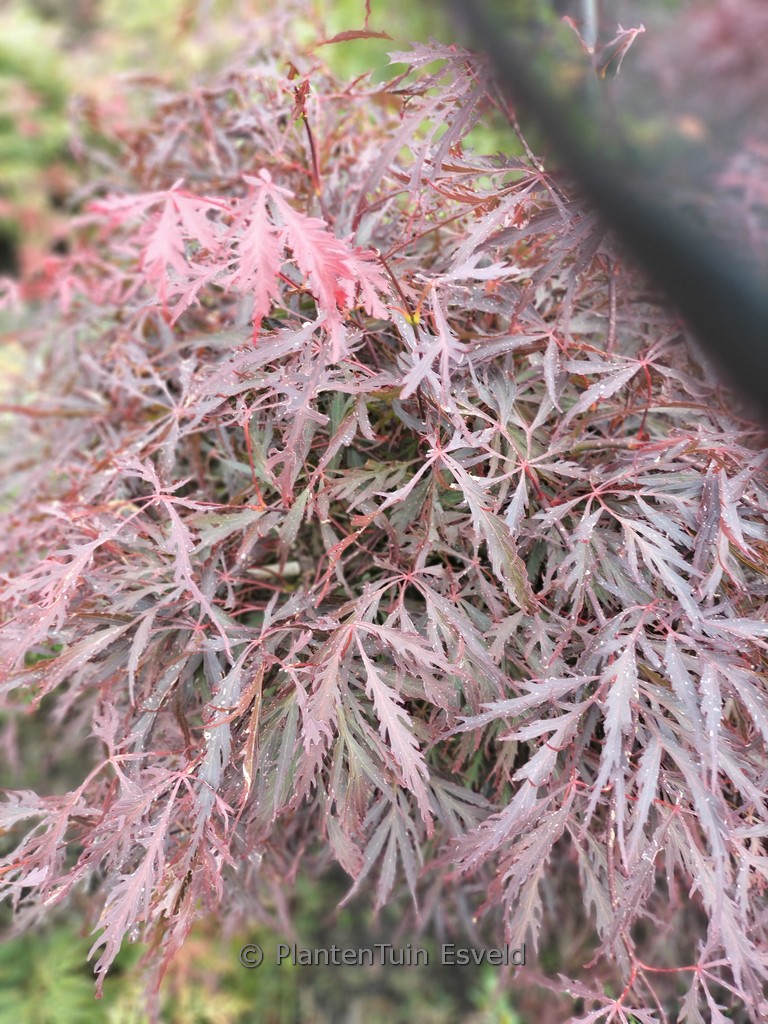 Acer palmatum ‘Crimson Princess’
