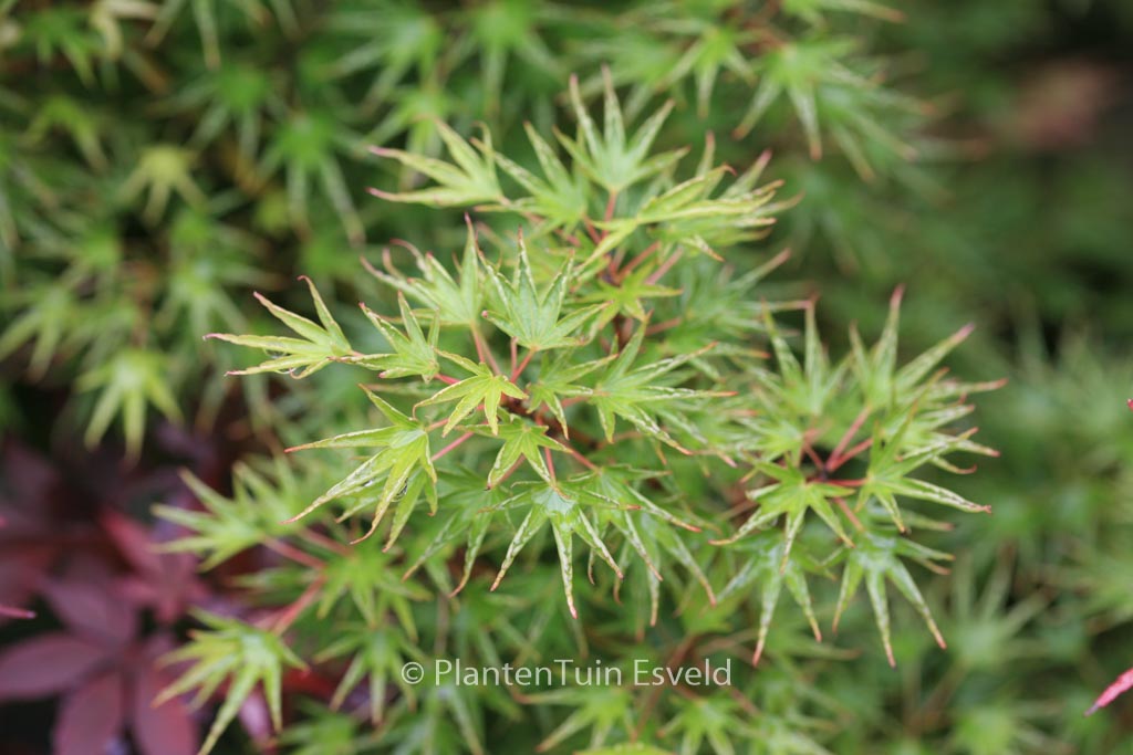 Acer palmatum ‘Crippsii’