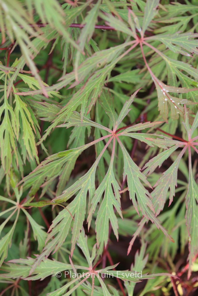 Acer palmatum ‘Diana’s Gem’