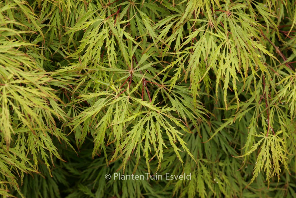 Acer palmatum ‘Dissectum Rubrum’