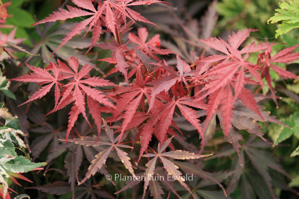 Acer palmatum ‘Donzuru-boh’