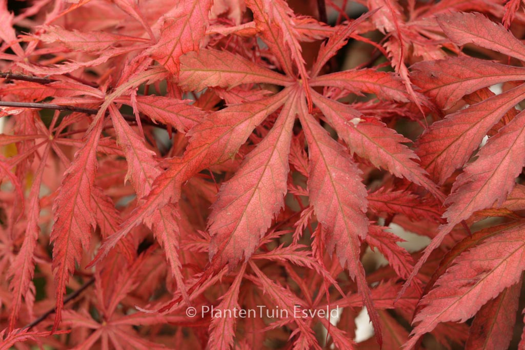 Acer palmatum ‘Earthfire’