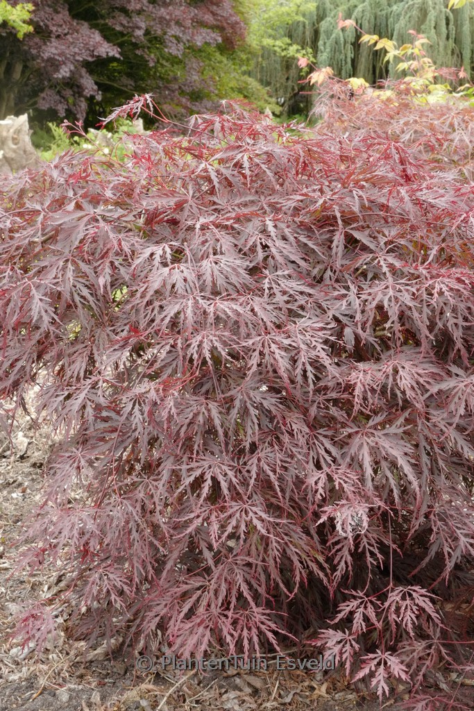 Acer palmatum ‘Ebony’