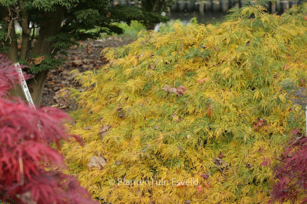 Acer palmatum ‘Ellen’